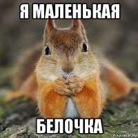 я маленькая белочка