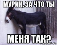 мурик, за что ты меня так?