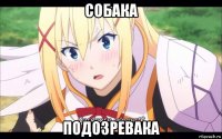 собака подозревака