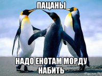 пацаны надо енотам морду набить