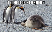 ты енотов не видел？ 