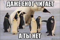 даже енот читает а ты нет
