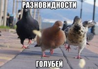 разновидности голубей