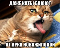 даже коты блюют от ирки новожиловой