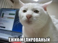  ёжик мелированый