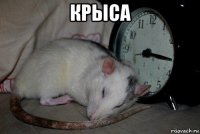 крыса 