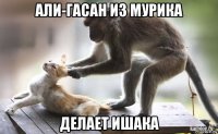 али-гасан из мурика делает ишака