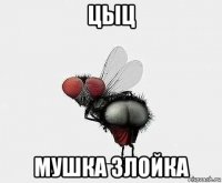 цыц мушка злойка