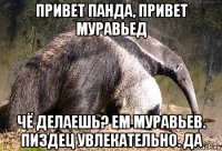 привет панда, привет муравьед чё делаешь? ем муравьев. пиздец увлекательно. да