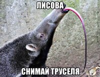 лисова снимай труселя