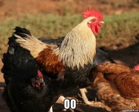  оо