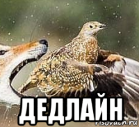  дедлайн