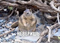 неверишь