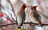  утро
