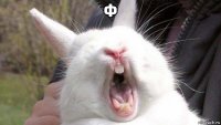 ф 