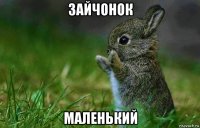 зайчонок маленький
