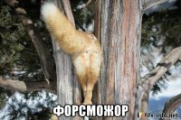  форсможор
