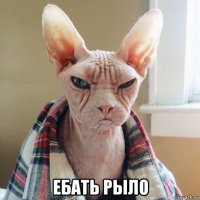  ебать рыло