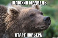 шлюхин медведь старт карьеры