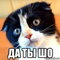  да ты шо