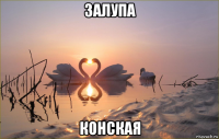 залупа конская