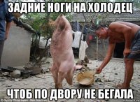 задние ноги на холодец чтоб по двору не бегала