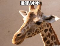 жярафф 