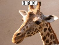 корова 
