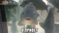  о,привет
