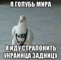 я голубь мира я иду страпонить украинца задницу