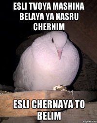 esli tvoya mashina belaya ya nasru chernim esli chernaya to belim