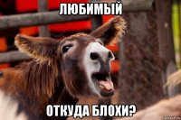 любимый откуда блохи?