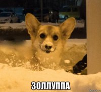  золлуппа
