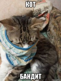 кот бандит