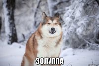  золуппа