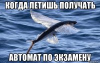 когда летишь получать автомат по экзамену