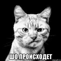  шо происходет