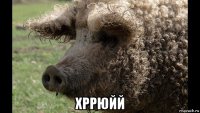  хррюйй