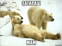 загараш мам