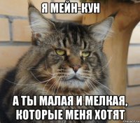 я мейн-кун а ты малая и мелкая, которые меня хотят
