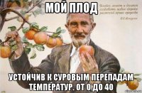 мой плод устойчив к суровым перепадам температур. от 0 до 40