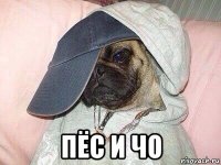  пёс и чо
