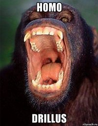 homo drillus