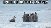 пришли посмотреть на уточку 