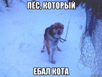 пёс, который ебал кота