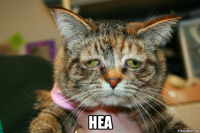  неа