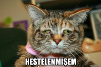  hestelenmişem
