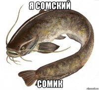 я сомский сомик