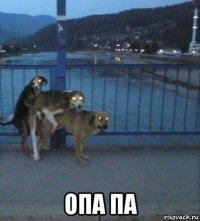  опа па