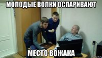 молодые волки оспаривают место вожака